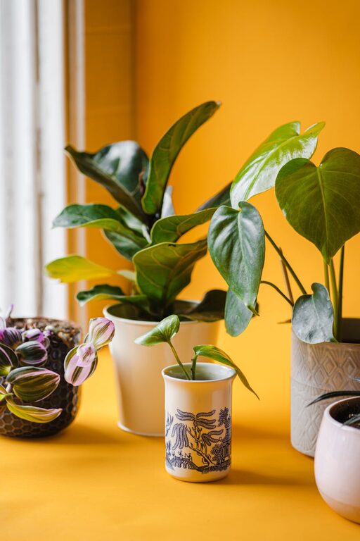How to Refresh Your Home with Plants: Simple Tips for a Greener Space